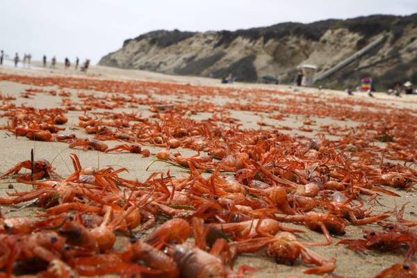 Le acque del mare sono troppo calde, i granchi colonizzano la terra