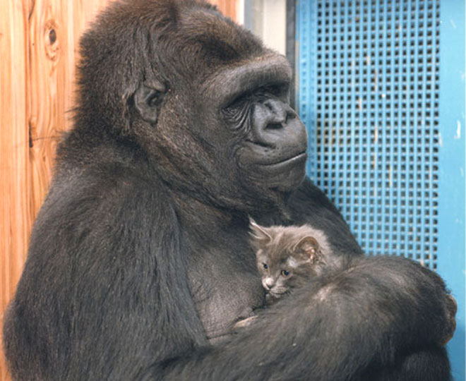 Gorilla Koko discorso choc l’uomo è stupido, video