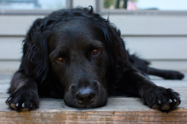 I cani riconoscono le emozioni degli uomini, se si è felici o tristi