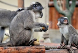 Bioparco-di-Roma-servita-la-dieta-anti-freddo-con-latte-orzo-e-tè-caldo