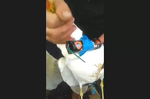 Siniscola-pescatori-legano-gabbiano-con-un-petardo-e-lo-fanno-esplodere-in-volo