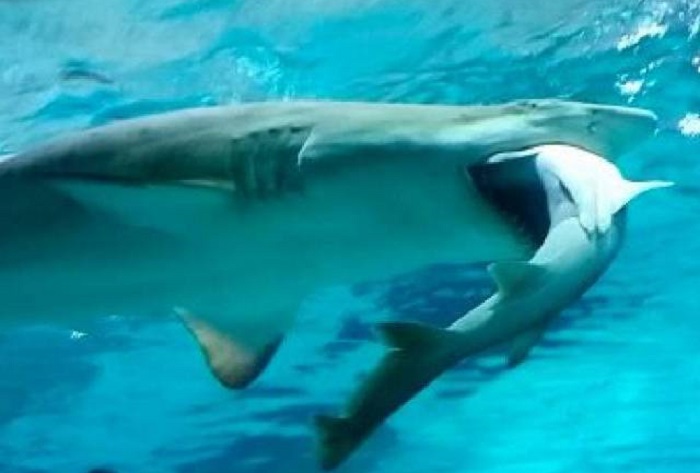 Seul shock squalo tigre mangia in un acquario un altro squalo, video