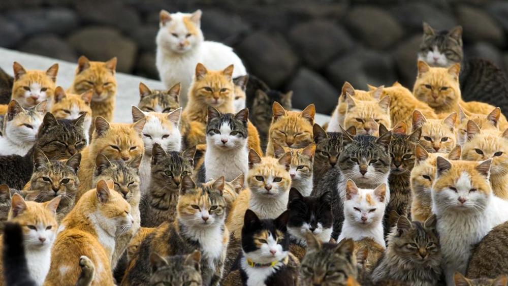 Festa nazionale del gatto in Aoshima sono i re di un’isola