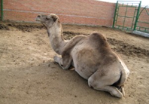 Napoli-sequestrato-zoo-abusivo-con-più-di-100-animali-con-dromedari-e-lama
