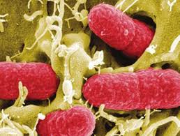 Allarme Amcli in aumento i casi in Italia di tubercolosi resistente agli antibiotici