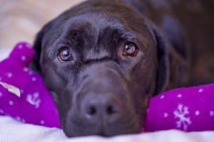 Cane-salva-la-vita-durante-la-notte-a-un-bambino-fiutando-il-diabete