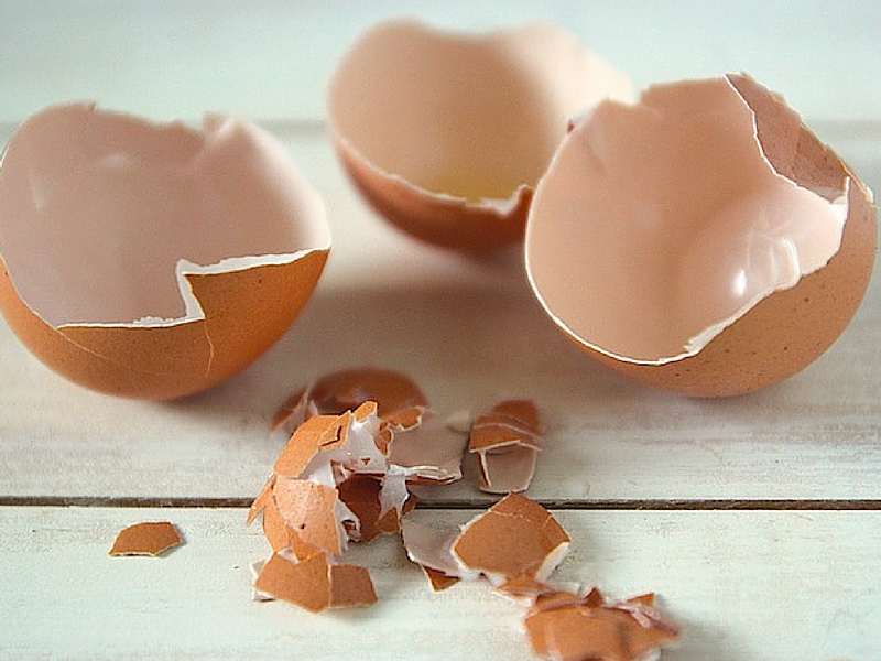 Gusci di uovo possono produrre plastica ecologica per imballaggi