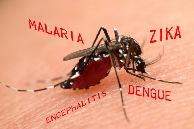 Il virus Zika è la causa della sindrome di Guillain-Barrè che provoca gravi paralisi