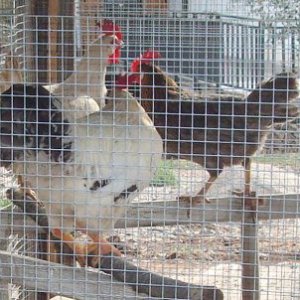 Vigevano, ladro di galline è gravissimo è stato colpito da una freccia