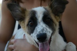 Sarzana-investe-con-un-Suv-un-cane-e-fugge-automobilista-multato-per-400-euro