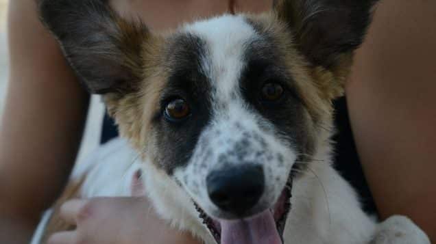 Donna lascia il cane sotto il sole cocente chiuso in macchina, al ritorno dallo shopping poliziotto mette lei per punizione