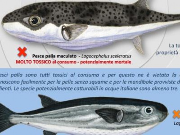 Allarme per pesce palla killer avvistato vicino coste italiane, è tossico