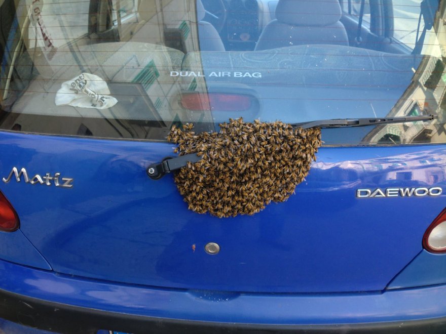 Molfetta choc per automobilista, ritrova il lunotto dell’auto sommerso da sciame d’api