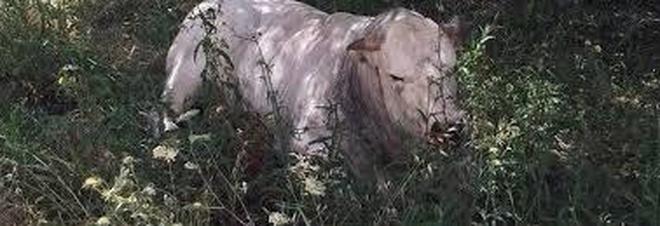 Lecce, un toro di 8 quintali scappa dal mattatoio e semina panico in una redazione televisiva
