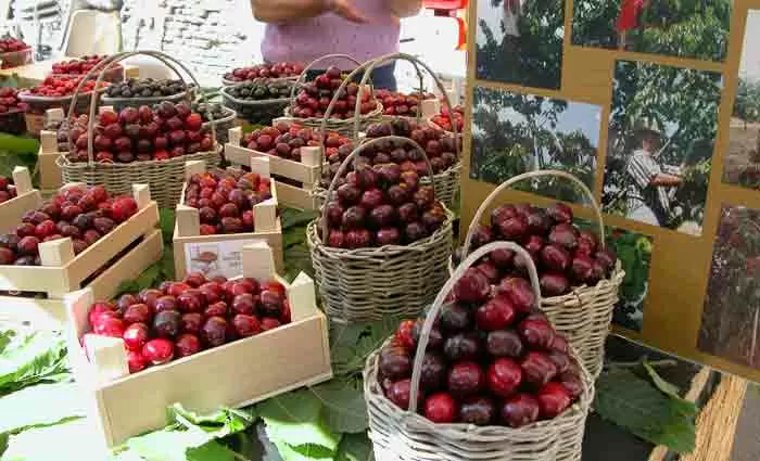 Conversano, al via la festa delle ciliegie ecco il programma