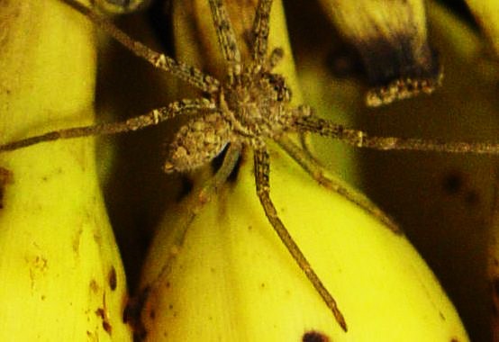 Terrore in un supermercato, trovato un grosso ragno tra le banane, il negozio è stato subito evacuato