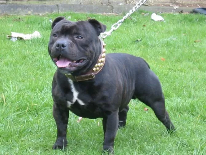 Bambina di 7 mesi uccisa dal cane di famiglia a Coventry