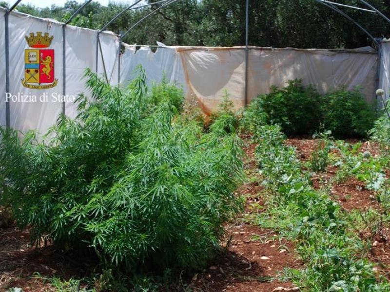 Monopoli, contadino – spacciatore coltivava cannabis e pomodori.