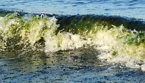 Alga tossica, Giovinazzo e Torre Canne zone colpite