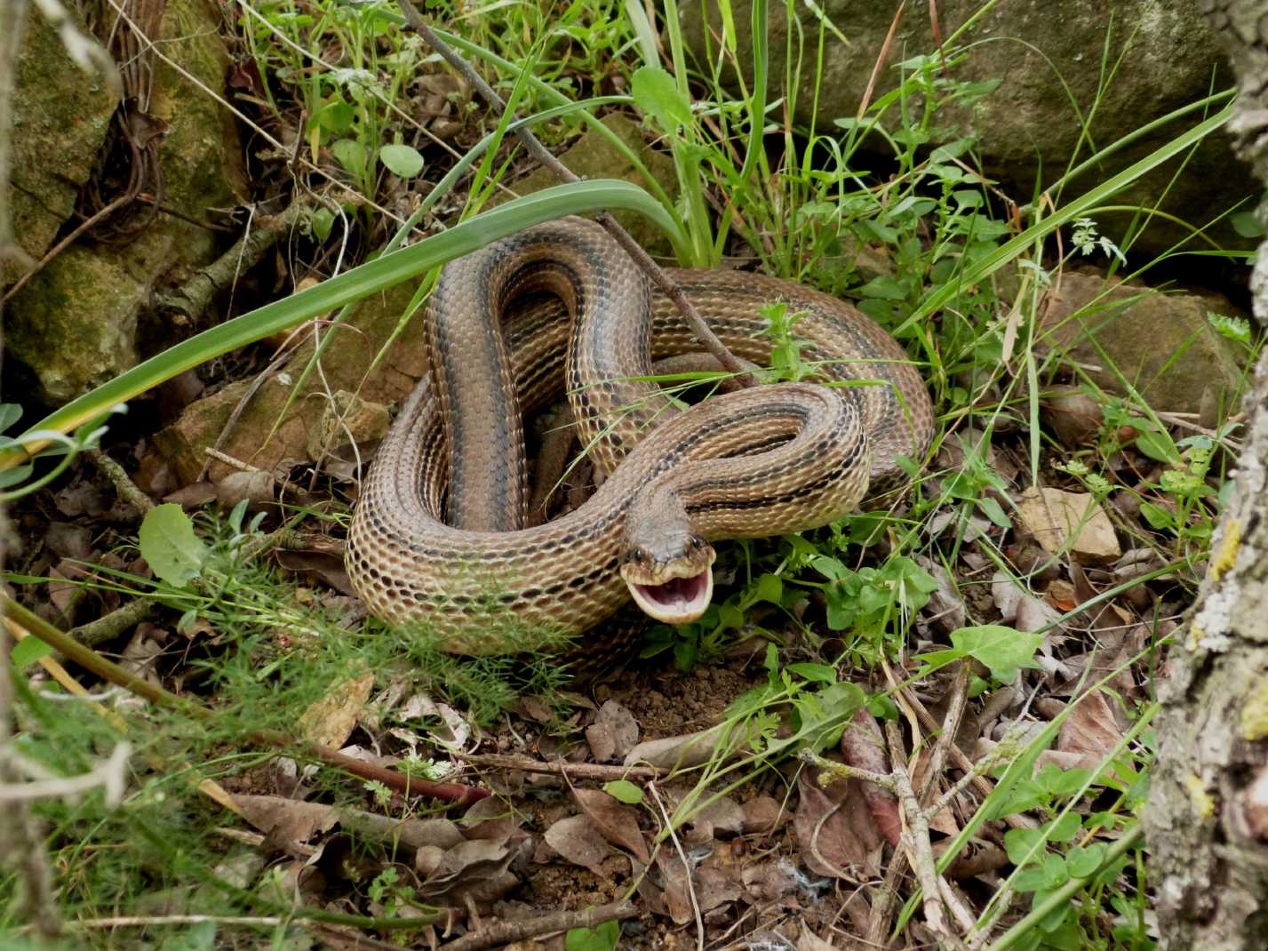 Bari paura tra i passanti, catturato dalla Forestale grosso serpente nelle vicinanze del Policlinico