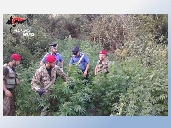 Assessore all’Agricoltura coltivava piantagione di marijuana. Arrestato