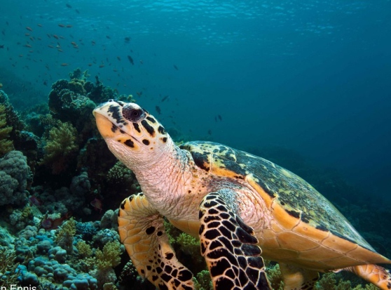 Bari, grande emozione per gruppo di sub nelle vicinanze di Palese nuotano con due enormi rarissime tartarughe caretta caretta