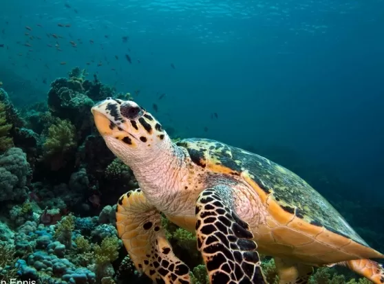 Bari, grande emozione per gruppo di sub nelle vicinanze di Palese nuotano con due enormi rarissime tartarughe caretta caretta