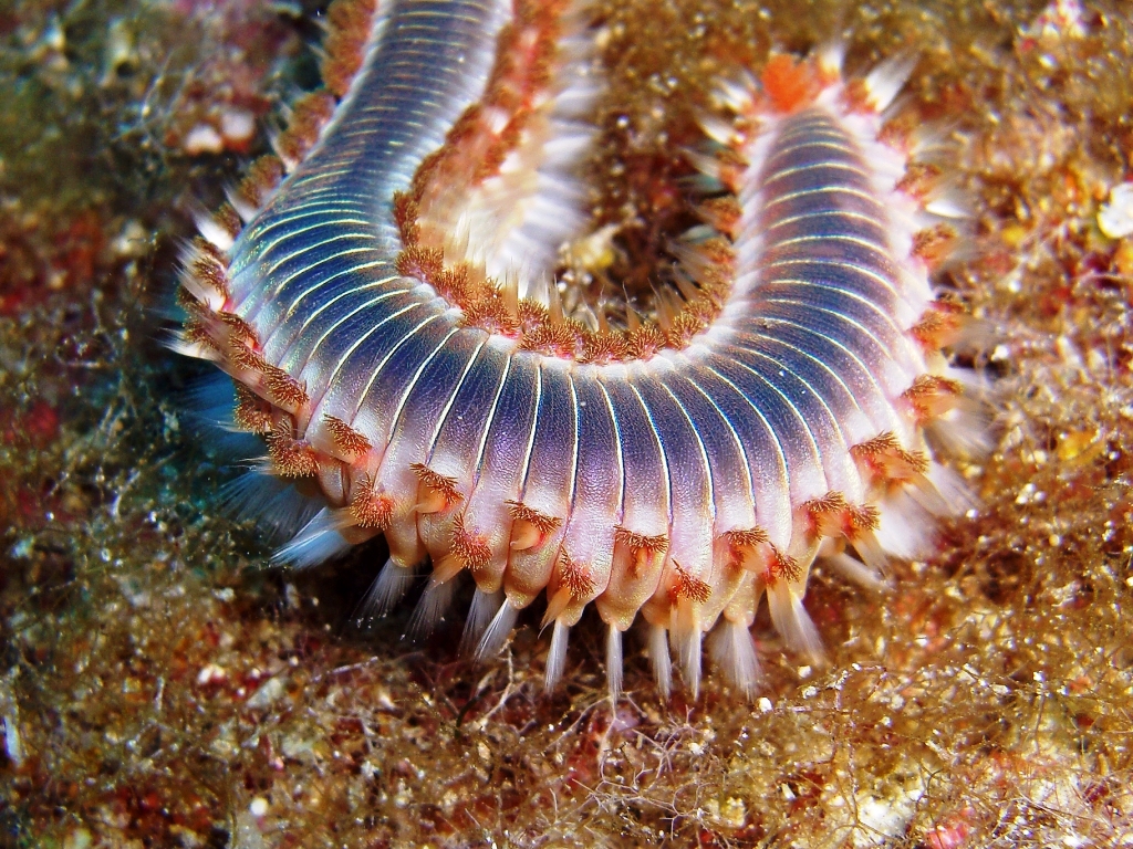 Allarme rosso nei nostri mari, l’alga tossica invade la costa barese sconsigliato mangiare i ricci di mare, nello Jonio presenza massiccia dei vermocani