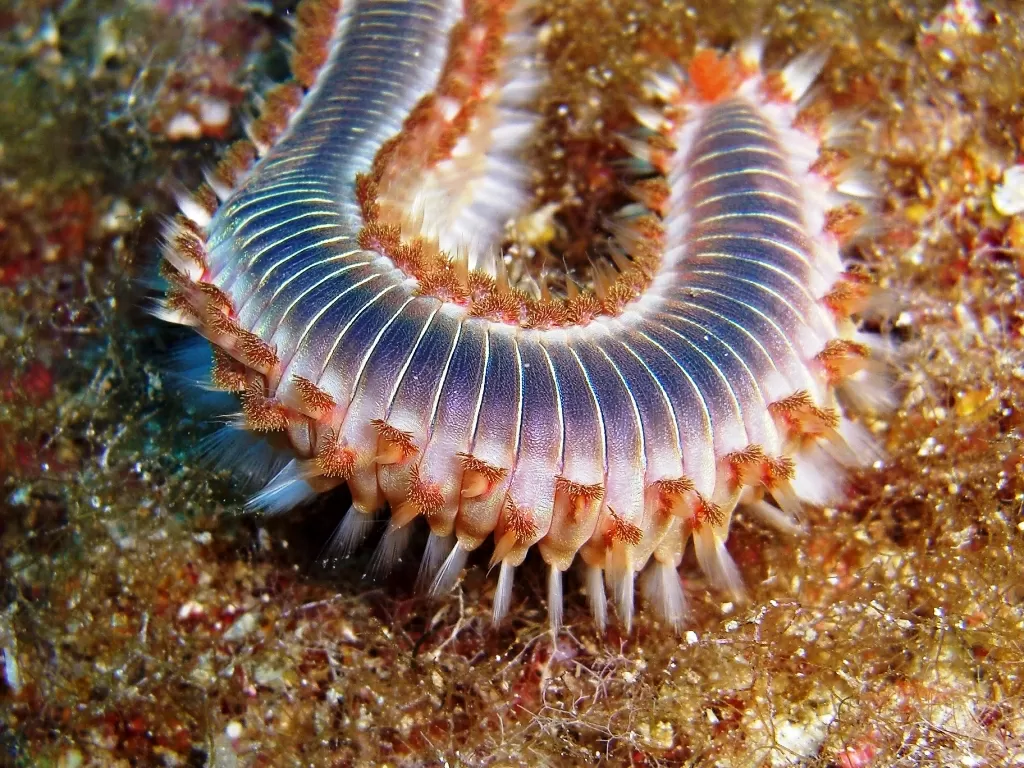 Allarme rosso nei nostri mari, l’alga tossica invade la costa barese sconsigliato mangiare i ricci di mare, nello Jonio presenza massiccia dei vermocani