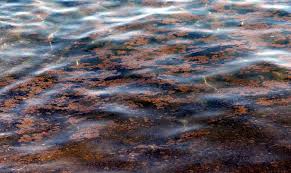 Alga tossica, ancora allerta sulla costa barese