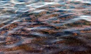 Alga tossica, ancora allerta sulla costa barese