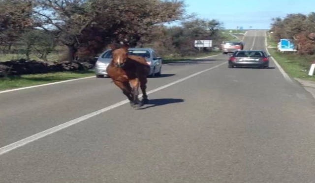 cavallo