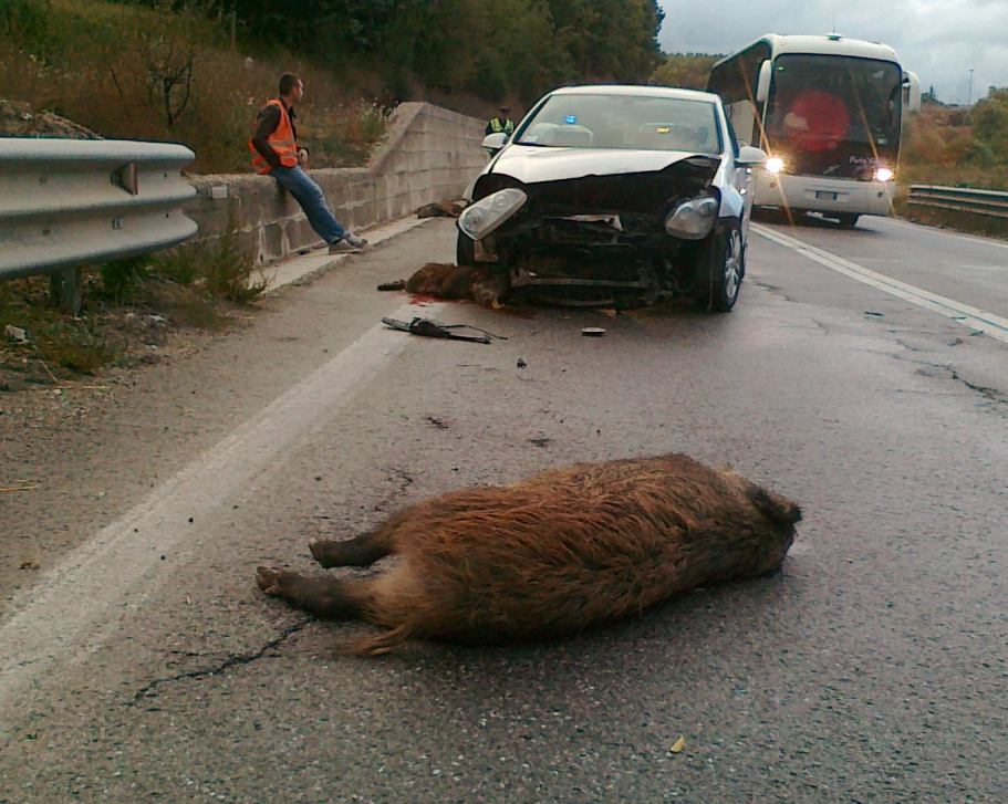 Gravissimo incidente sulla S.P. 234, un’auto impatta branco di cinghiali