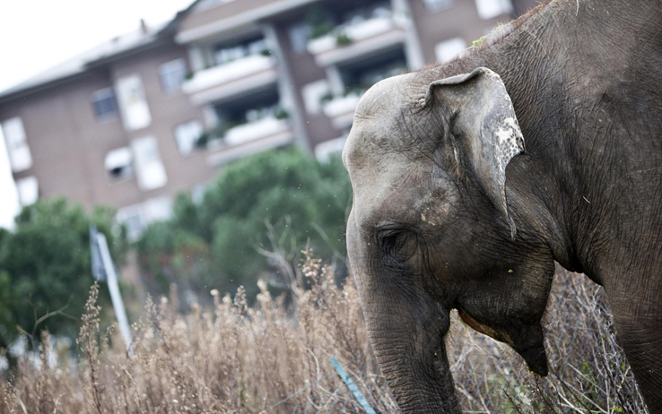 A Castellana un elefante passeggia per le strade, esce dal circo e si allontana