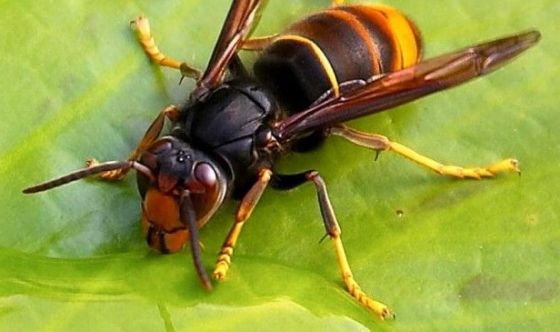 Italia choc, in arrivo dalla Cina le vespe aliene