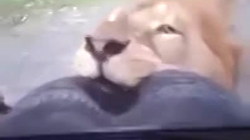 Paura al safari: leone attacca l’auto di una famiglia