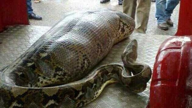 Enorme anaconda divora un uomo. Primo caso in Italia. Le foto incredibili.