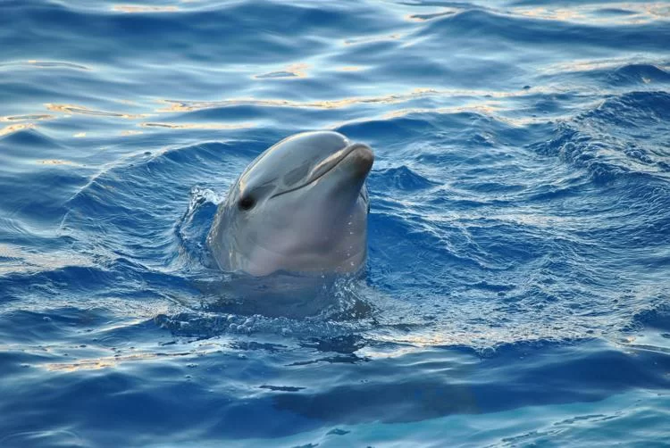 Spettacolo nel mare di Santo Spirito una famiglia di delfini con le loro acrobazie incanta i bagnanti