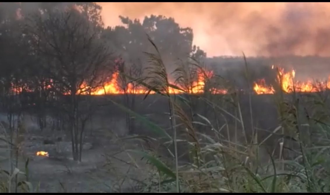 Torre Guaceto, vasto incendio nella riserva naturale, colonna di fumo visibile da chilometri di distanza