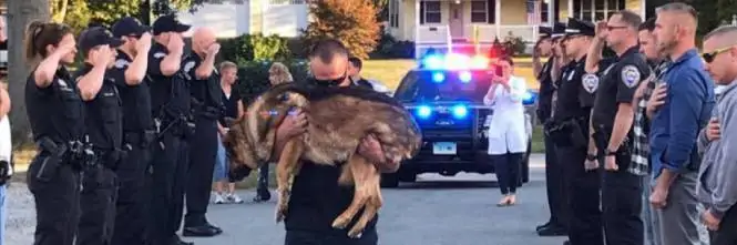 l’ultimo straziante saluto al cane soldato malato di cancro, “riposa in pace Hunter da ora in poi nulla sarà come prima”