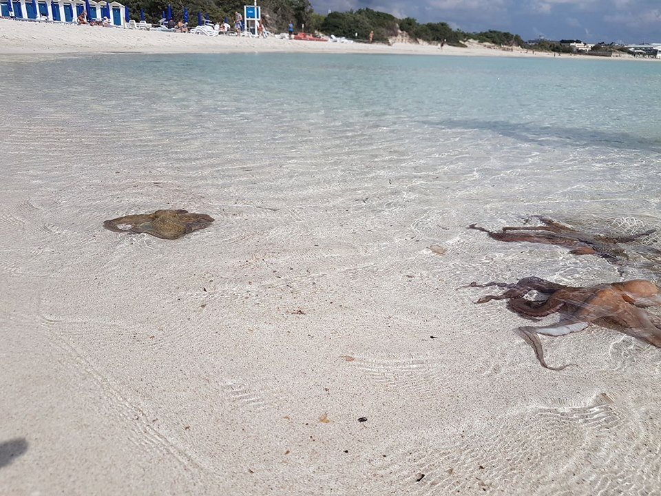 Puglia, foto spettacolare tre maestosi polpi a riva di una delle spiagge più belle e frequentate in estate