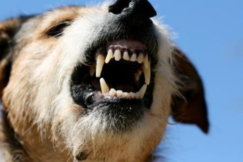 Puglia, bimba azzannata al volto da un cane randagio, genitori chiedono risarcimento al comune di 39mila euro