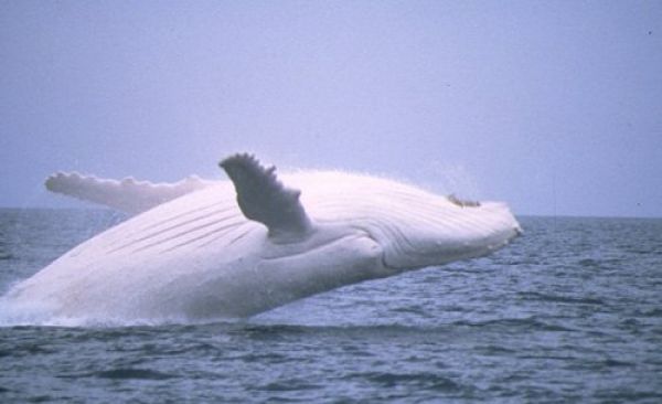 Puglia, leggendaria e maestosa una balena bianca è andata a morire nelle acque di Porto Selvaggio