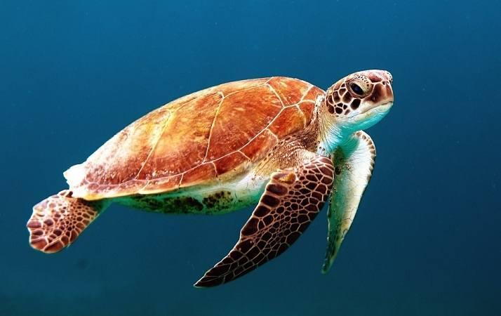 Bari, ritrovato carcassa di enorme esemplare di tartaruga Caretta Caretta a Pane e Pomodoro