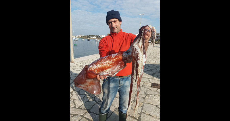 Puglia pesca miracolosa, questa mattina preso un totano gigante di quasi 7 chili