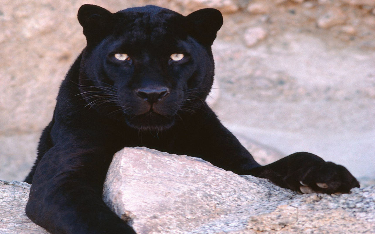 Puglia, caccia grossa alla pantera, spunta il video che riprende la sagoma nera di un grosso animale