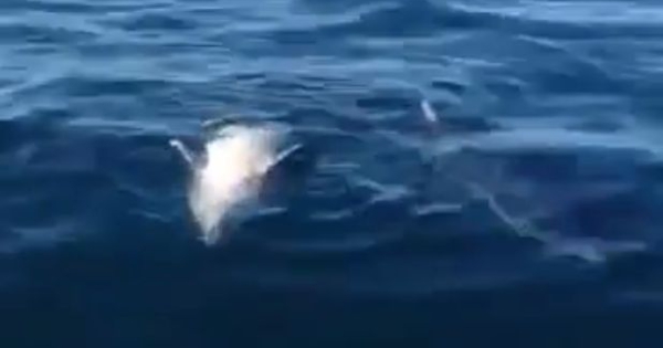 Puglia choc, pescatori avvistano due squali e non sono verdesche