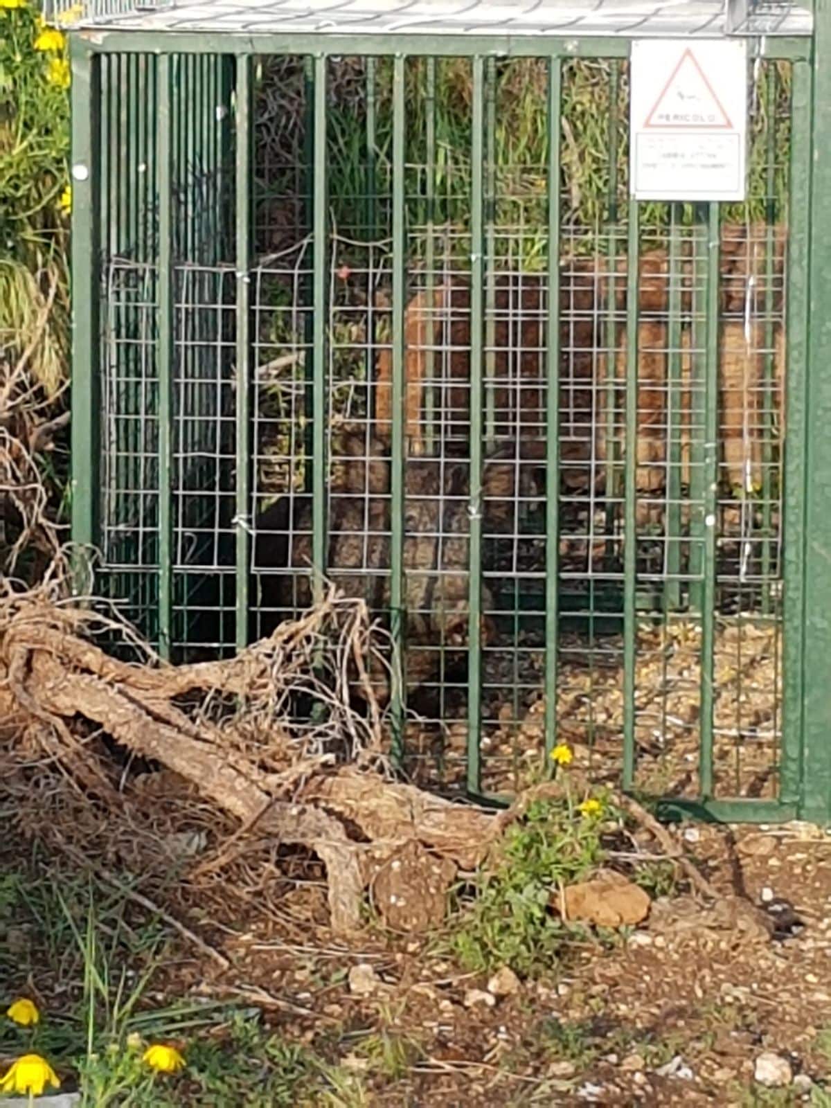 Bari, catturati al San Paolo 22 cinghiali, trasferiti nel loro habitat naturale