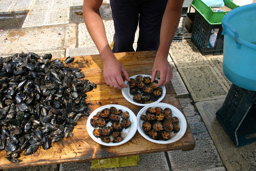 I ricci di mare proteggono il cuore. Dal mare nuove prospettive per la cura e la prevenzione dei disturbi cardiovascolari