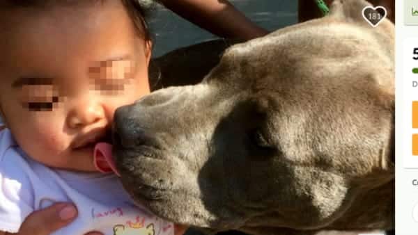 La casa va a fuoco: cane prende la bimba per il pannolino e la porta in salvo